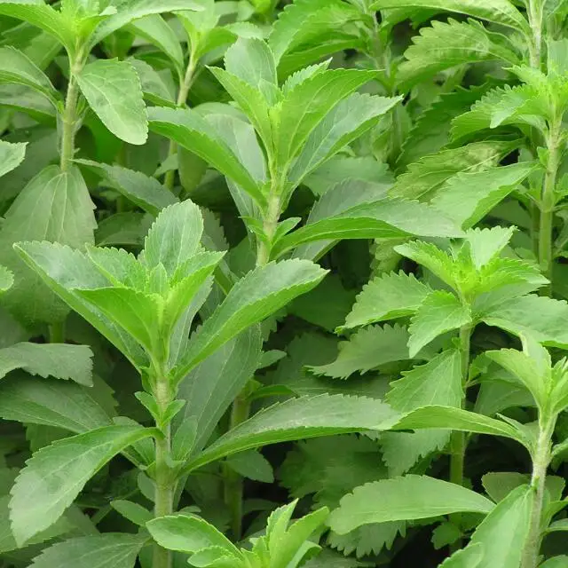 Stevia-Seeds-Powder.jpg
