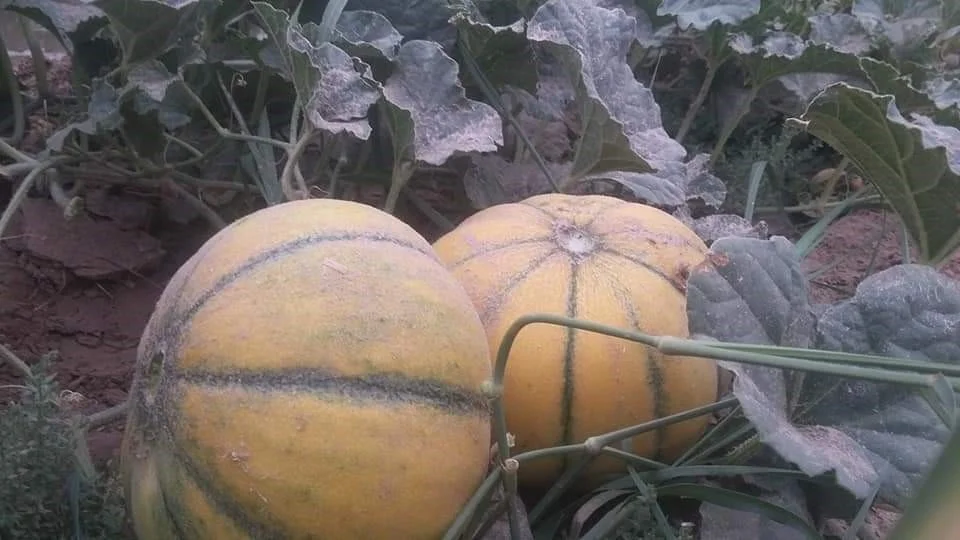 
MUSK Melon Seeds 