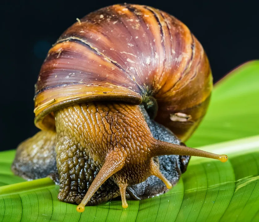 live highly nutritious african giant snails