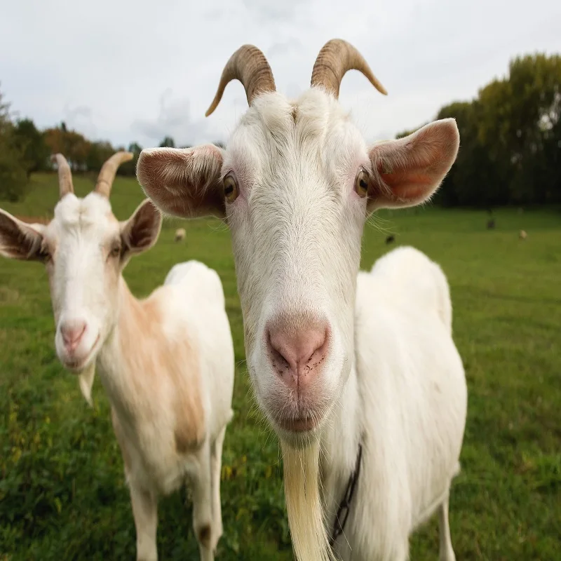 Saanen Goat 0.jpg