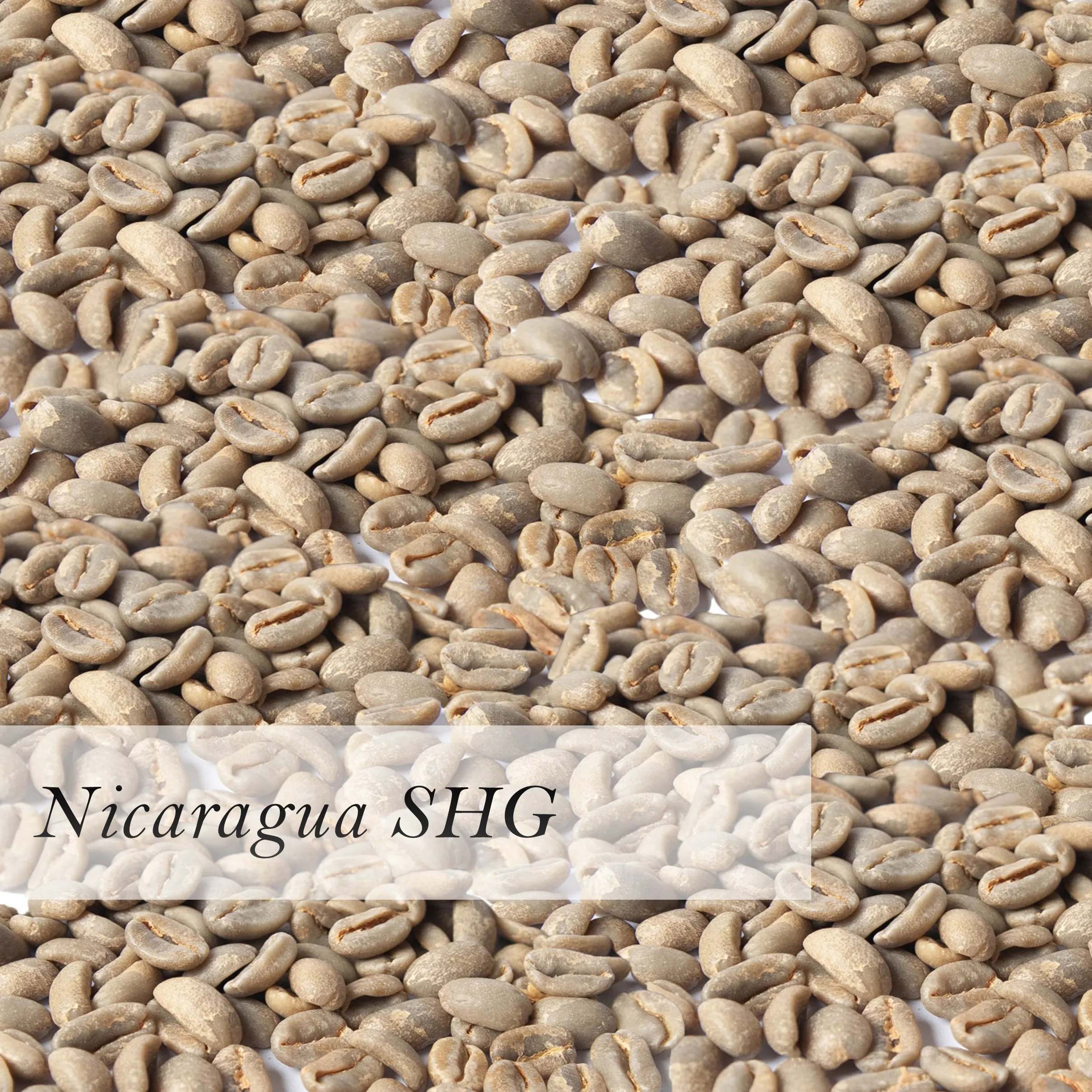 
Nicaragua SHG Washed Green Coffee Beans Raw Coffee Beans Wholesale 