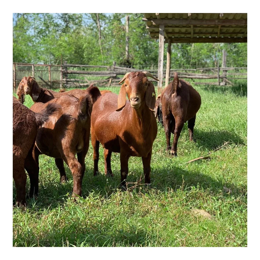 Enceinte Kalahari Chevre Rouge Buy Pregnant Kalahari Red Goat Pregnant Kalahari Red Goat Pregnant Kalahari Red Goat Product On Alibaba Com