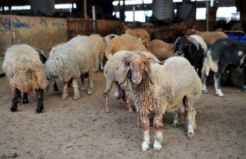 
Awassi sheep 