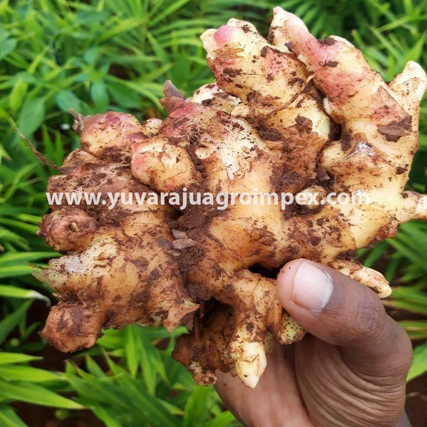 Ginger Root Suppliers In India To Tunkey,Spain,Romania,Greece,Algeria