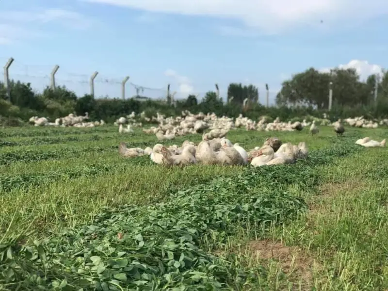
Live Pekin Duck chicks from Turkey 