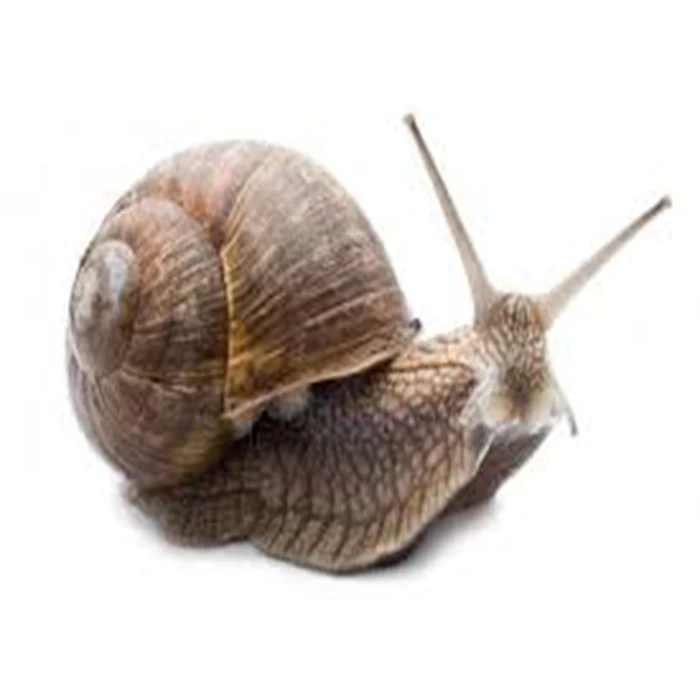 Fresh African Giant Escargot Snail Buy Canned Escargot,Alive Snails