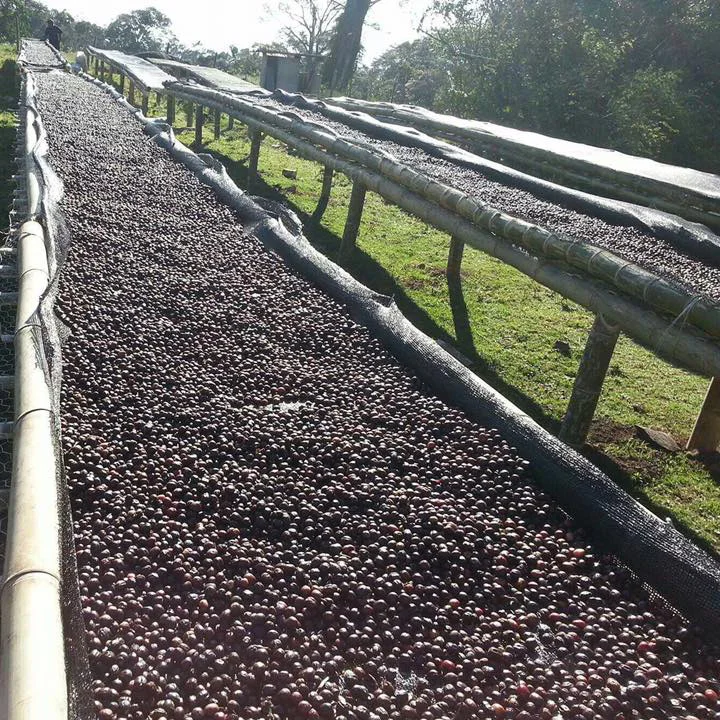 
Panama Los Lajones LOMAALTA Natural High Quality Green Coffee Beans Wholesale 
