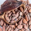 Cacao Beans | Cocoa Beans Wholesale at affordable