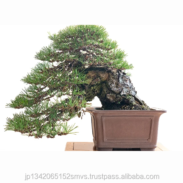 
Indoor plants bonsai professional real bonsai tree Japan Made 