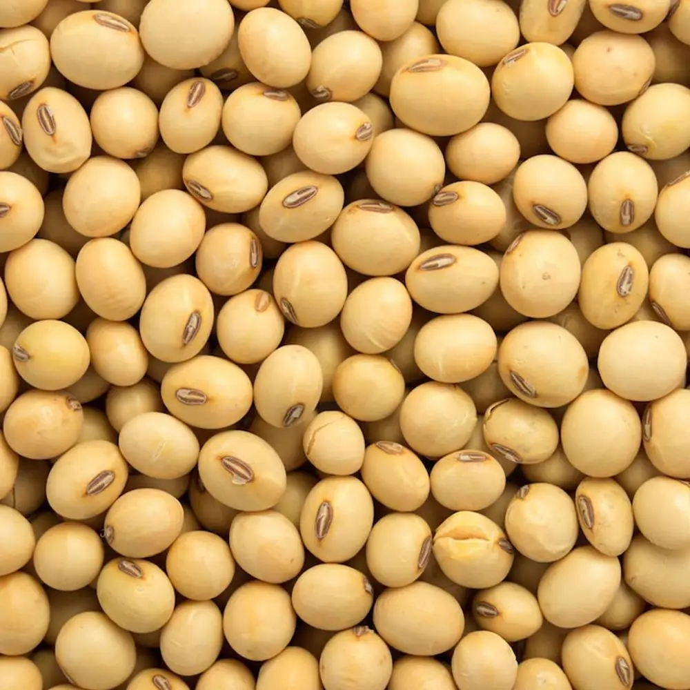 2019 brazil dried soya bean / soyabeans meal / corn meal availab