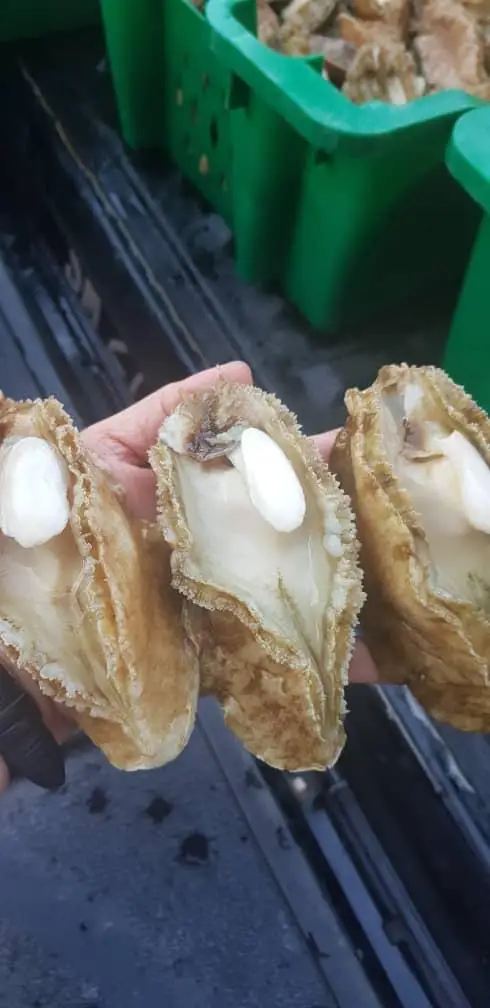 Abalone.jpeg