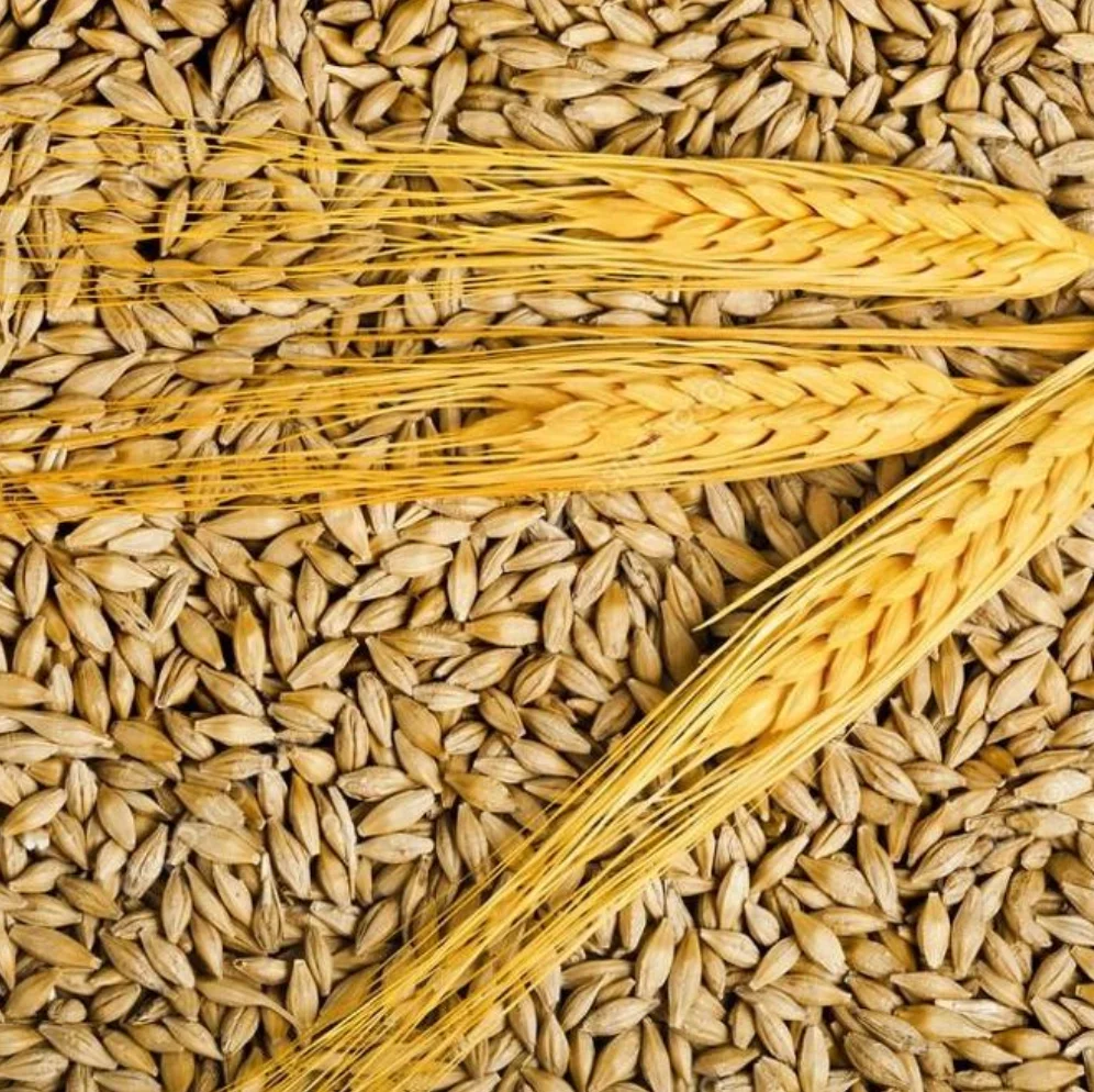 Feed barley 1.png