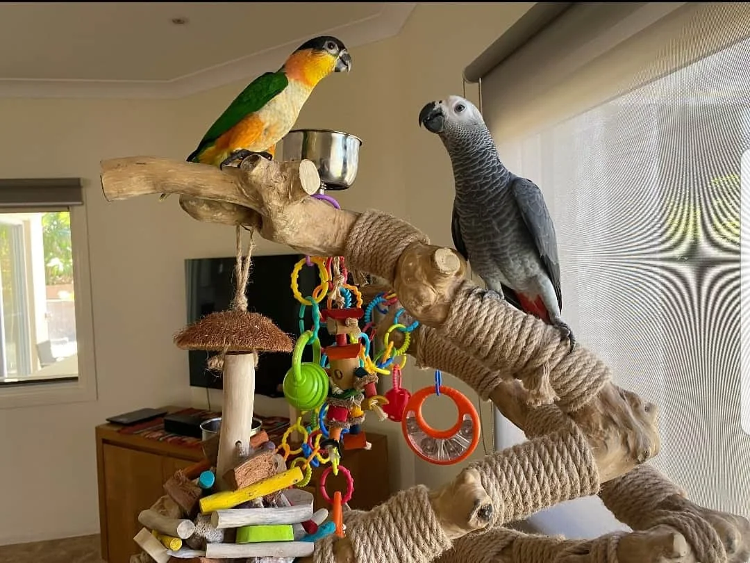 Java Wood Parrot Tree Bird Stand Wooden Perch Play Stand Feeding