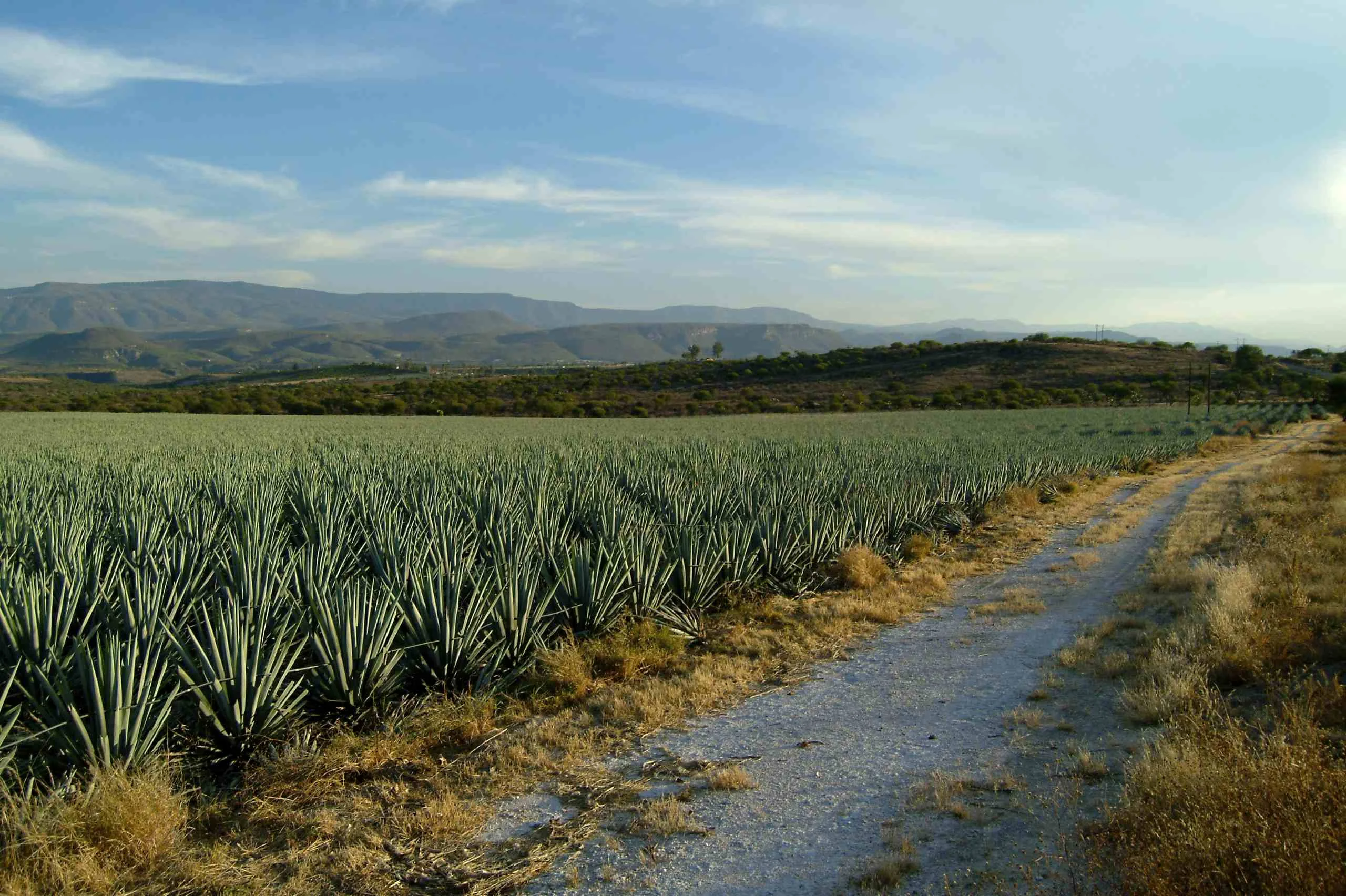 
Mezcal Don Antonio Aguilar (aged) 