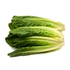 Wholesale Fresh Round Cabbage, Green Cabbage Purple Cabbage, vegetable, lettuce, garden