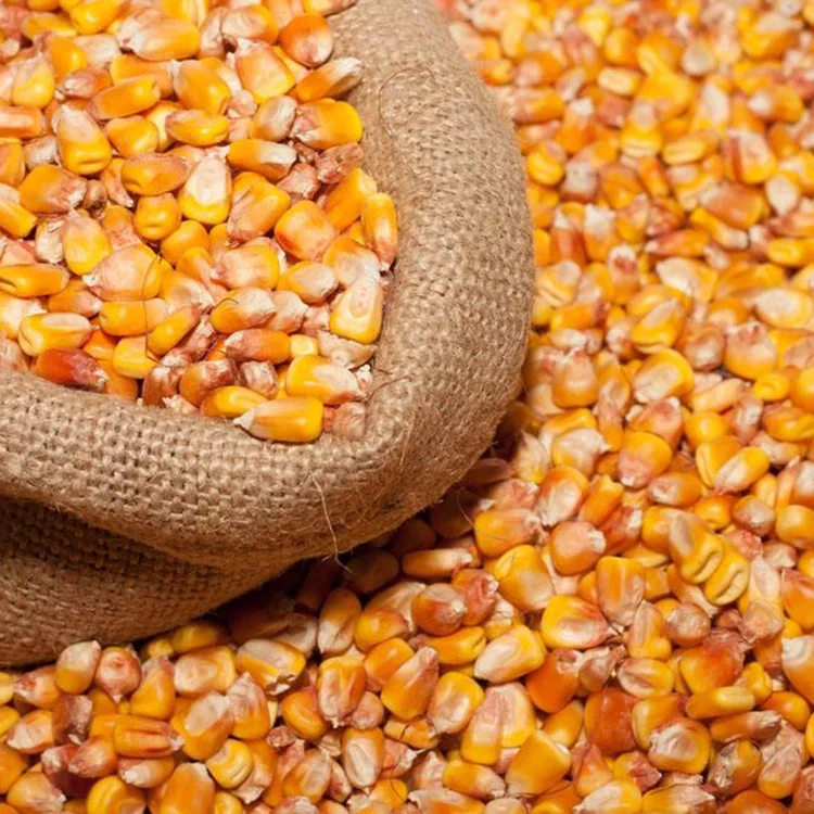 bulk selling dried yellow corn for sale, yellow maize corn bulk