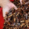 Advion Roach / Cockroach Killer Bait Gel 4 Tubes + Tips & Plunger ~ WORLDWIDE