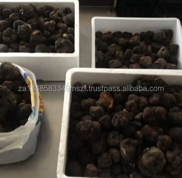 Fresh Wild Black Truffles Tuber Melanosporum,Tuber Uncinatum Buy