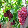 Hight Quality Fresh Grapes (Seedless / Seeded, Black, Green, Red) For Sale