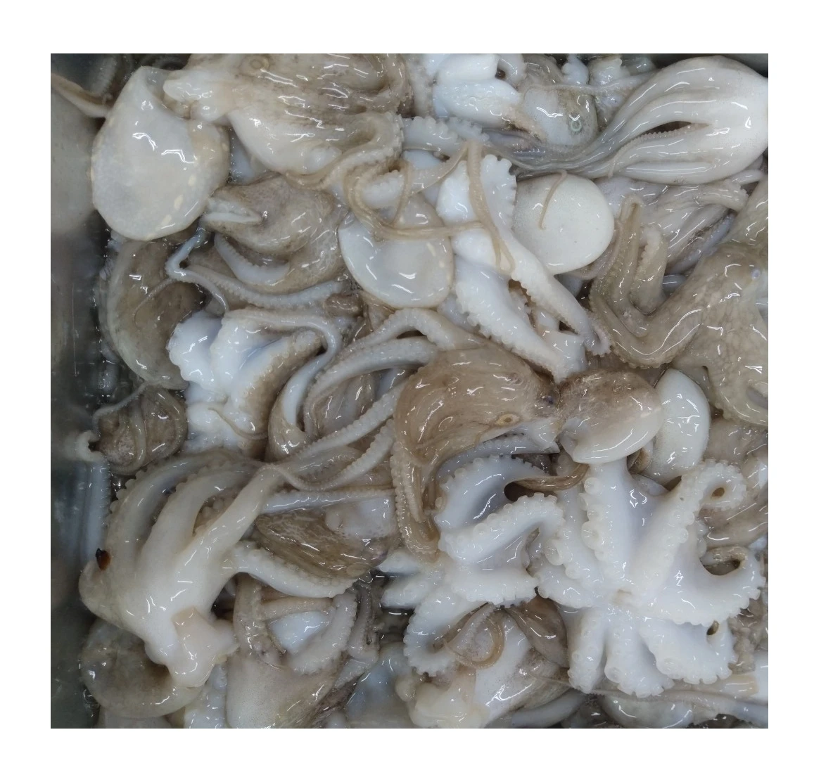 
Vietnam supplier whole cleaned frozen delicious baby octopus 