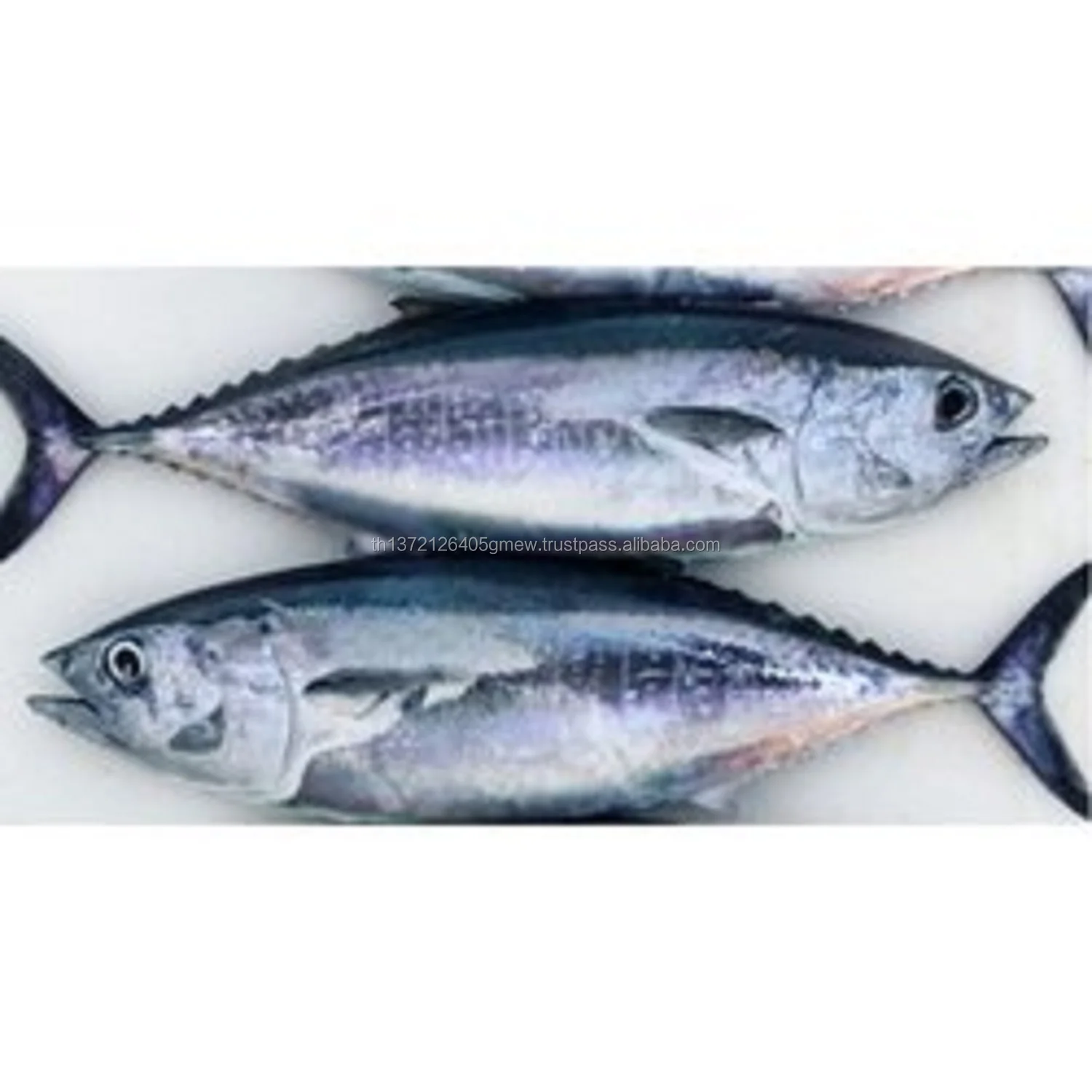 soft-tuna-fish-250x250.jpg