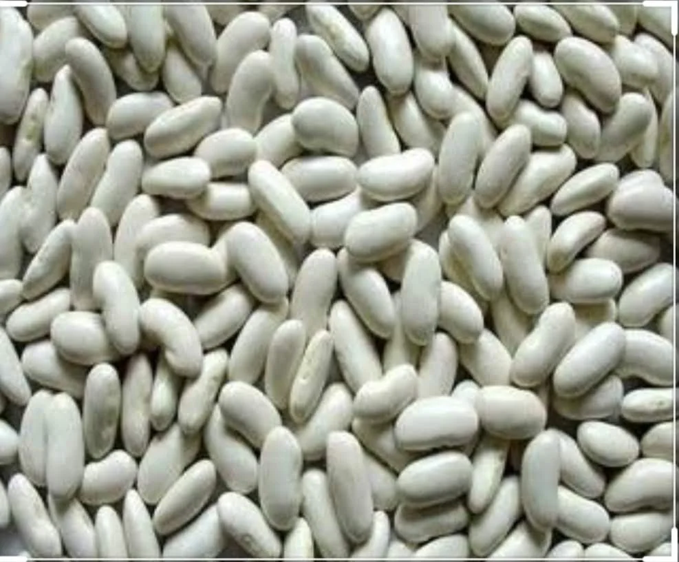 
White Kidney bean Egypt 