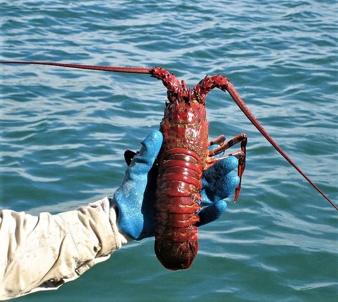 
Live South American Spiny Lobsters/Live Lobsters/Seafood!  (50035509207)