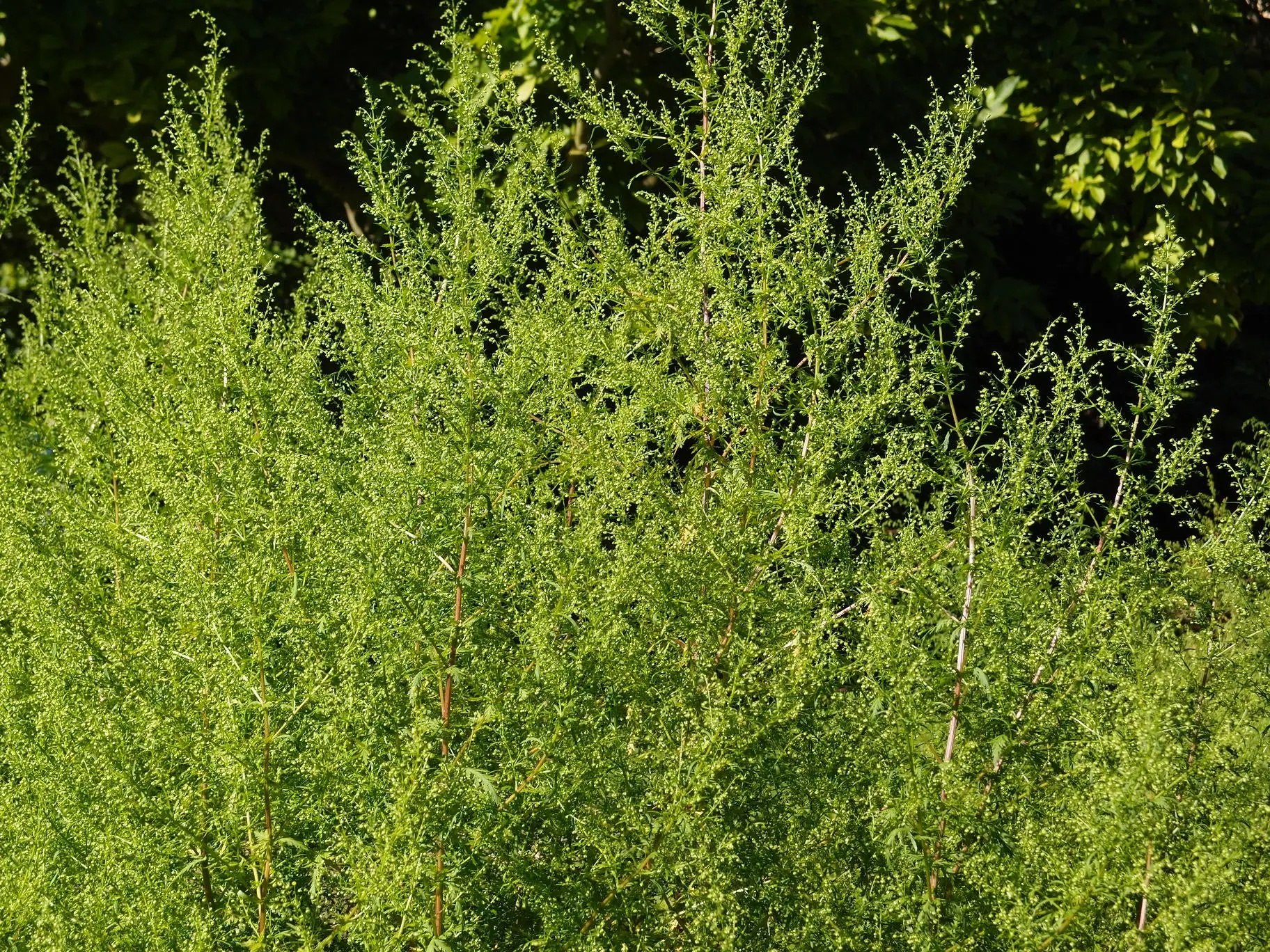 Полынь однолетняя Artemisia annua l.