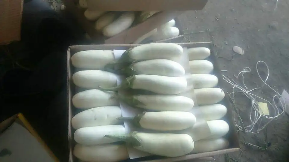 
Fresh Eggplant Origin Egypt 