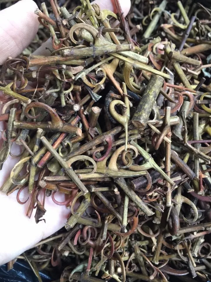 Cat's Claw Material/ Uncaria Rhynchophylla For Sale Buy Cat's Claw