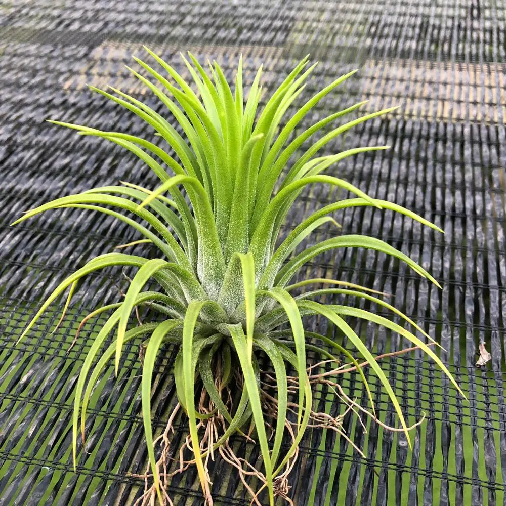 
Thailand Air Tillandsia Plant Plants Ionantha Druid Bromeliad 