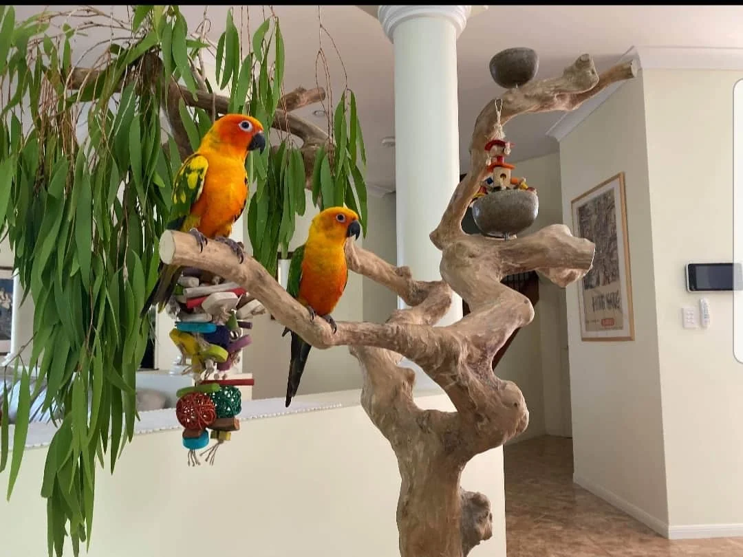 Java Wood Parrot Bird Perch Tree Stand Buy Java Wood