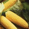 Yellow Corn :Yellow Corn / IQF Frozen Sweet Yellow Corn Cut / Dried sweet yellow corn in