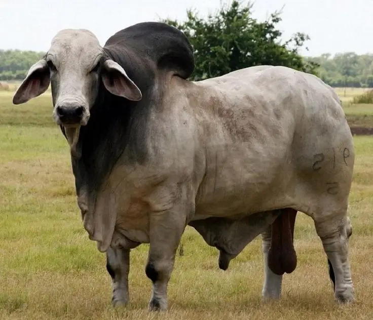 Healthy Live Brahman Cattle For Sale Buy Dairy Cattle And Holstein Heifers For Sale Brahman Cattle Pregnant Cattle For Sale Product On Alibaba Com