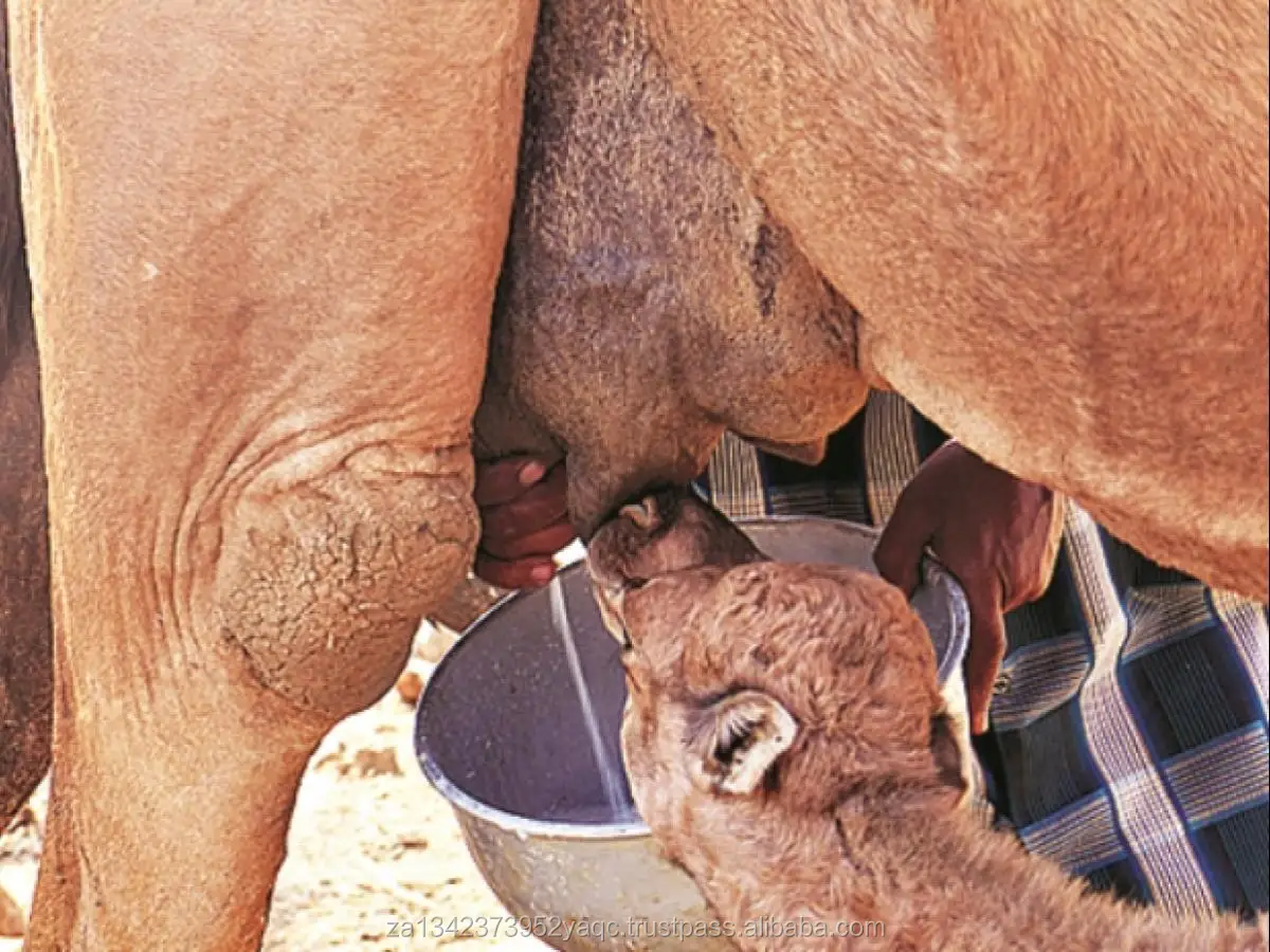 Camel Milk Powder