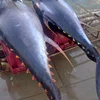 Frozen whole round tuna, skipjack, yellow fin, big eye, bonito