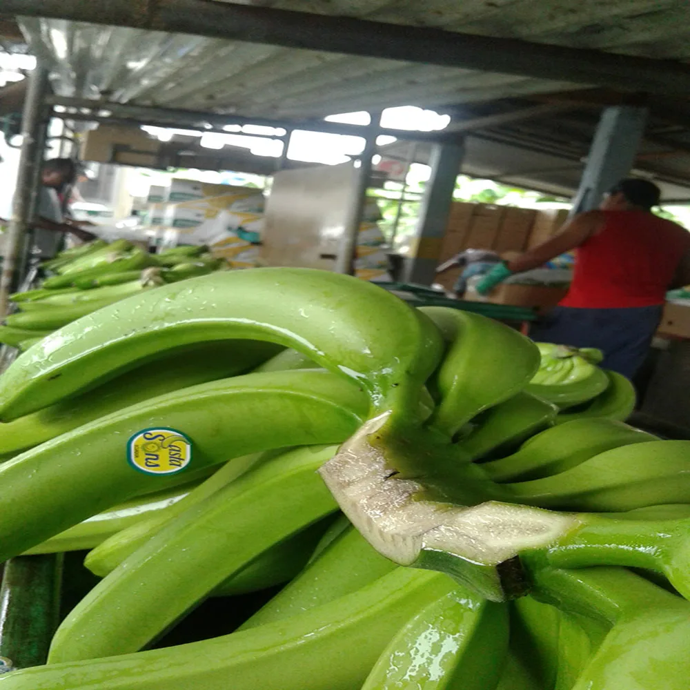 
BANANAS Premium quality 