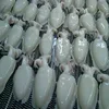 BEST PRICE FROZEN WHOLE CLEANED CUTTLEFISH IN VIET NAM