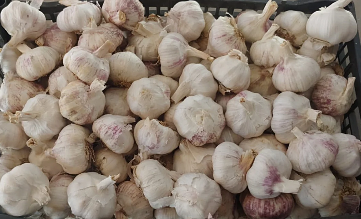 
Fresh natural white garlic/ 2020 Harvest/ Top quality garlic/ 