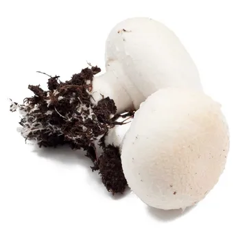 enoki mushrooms photos