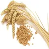 Top Quality 100% Natural Wheat in Bulk at Reasonable Cost