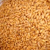 Red Hard Winter Wheat For Sale