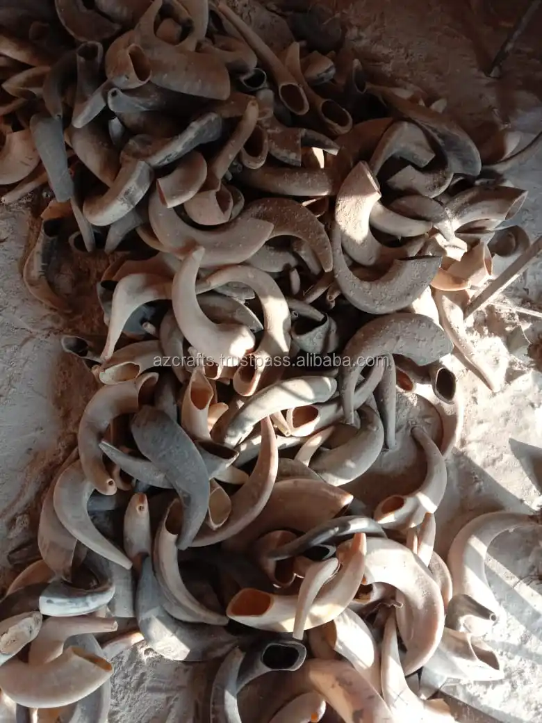 Unit Price Medium Ram's Horn Kosher Shofar Polished Made In Israel Kudu