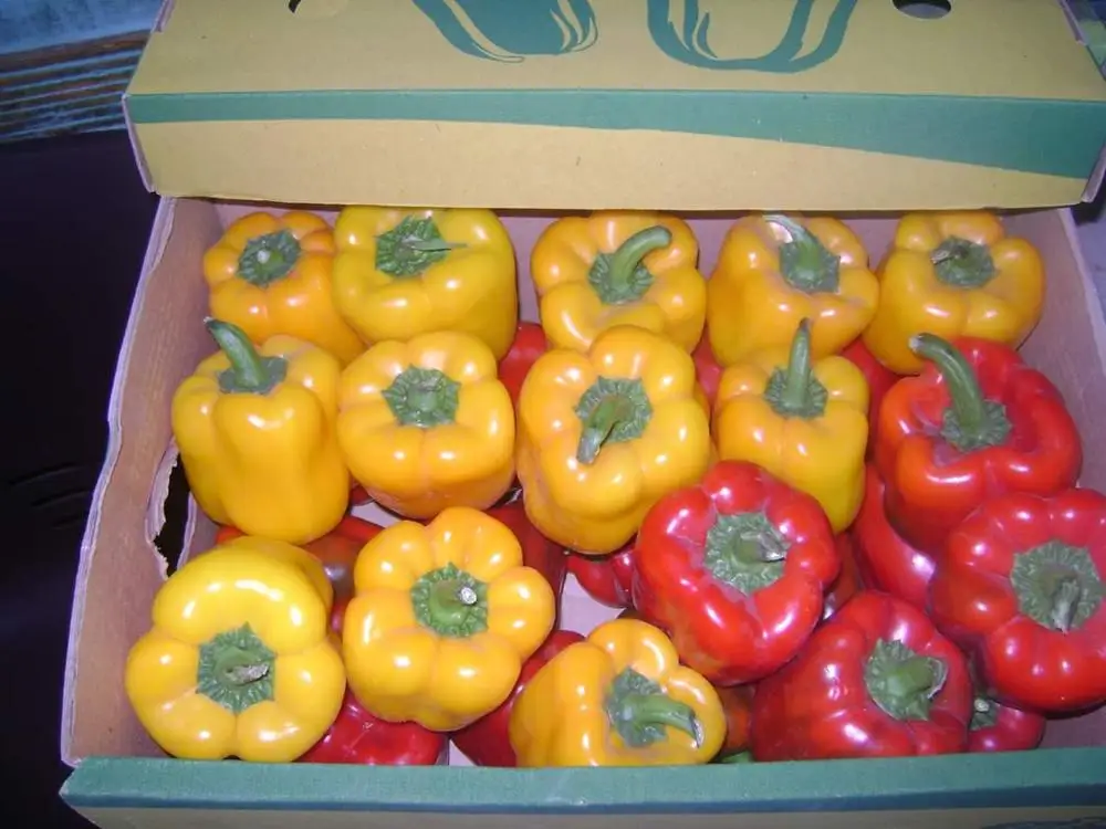 
Preserved Fresh Capsicum 