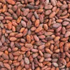 100% High Quality Cocoa Beans From High Quality Supplier