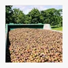 Australian Macadamia Nuts In the Shell Bulk Supply for Export at Best Prices