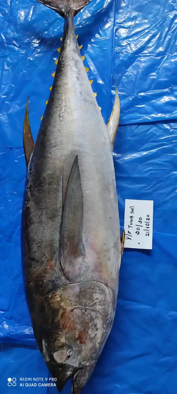 yellow fin tuna 2.jpg