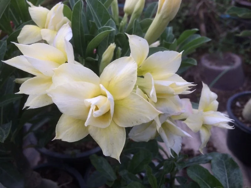 
ADenium graft plant fancy color very cheap price 