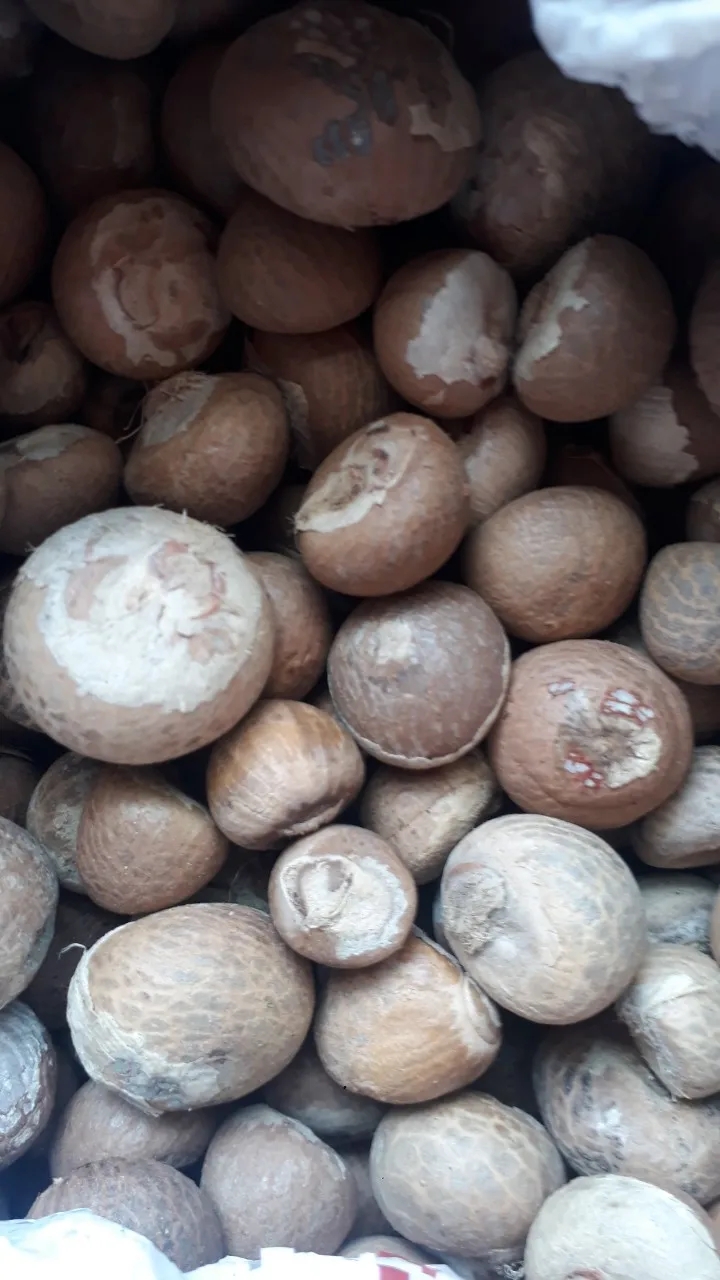 betel nut 2.jpg