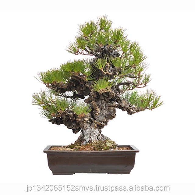 
Japanese Professional Real Bonsai Pot Tools 